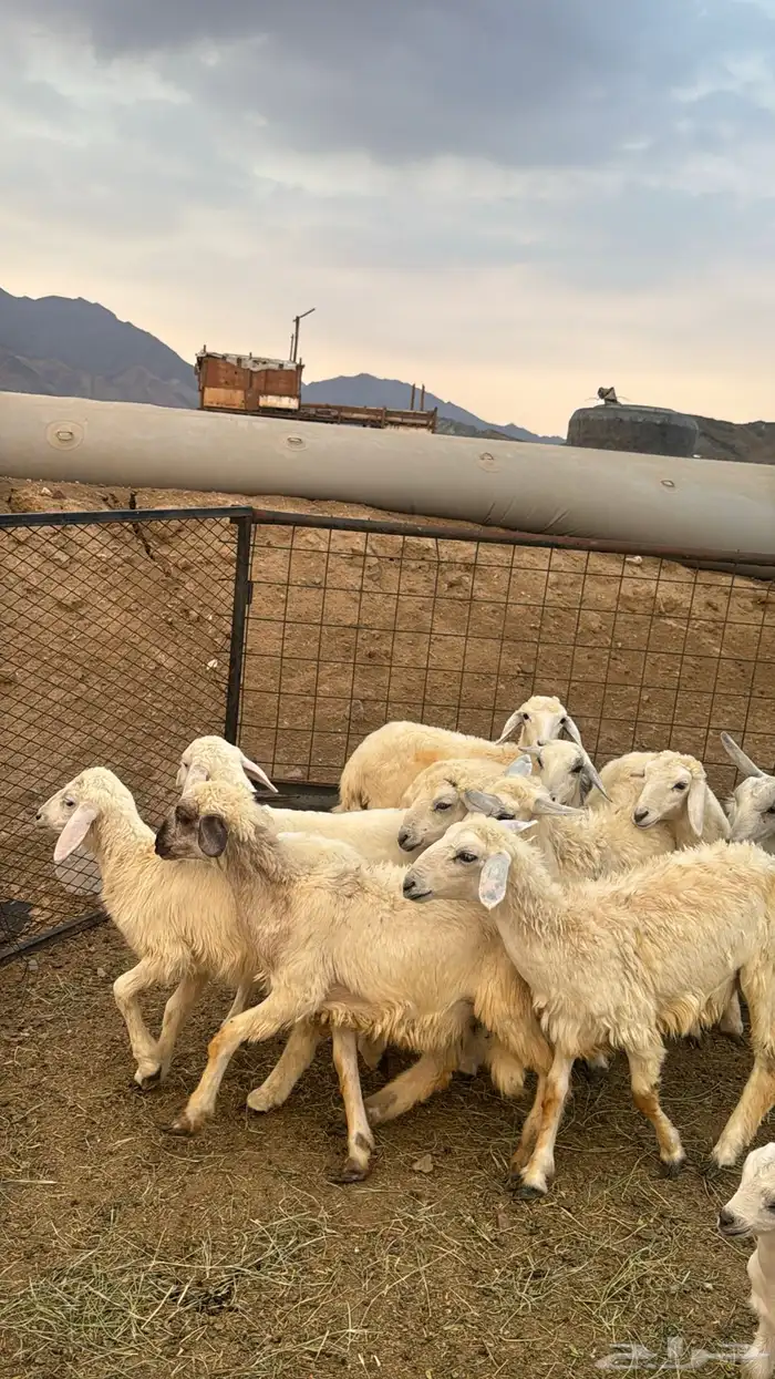 للبيع بهم حريات 9 روس ترييه من 720ريال 12