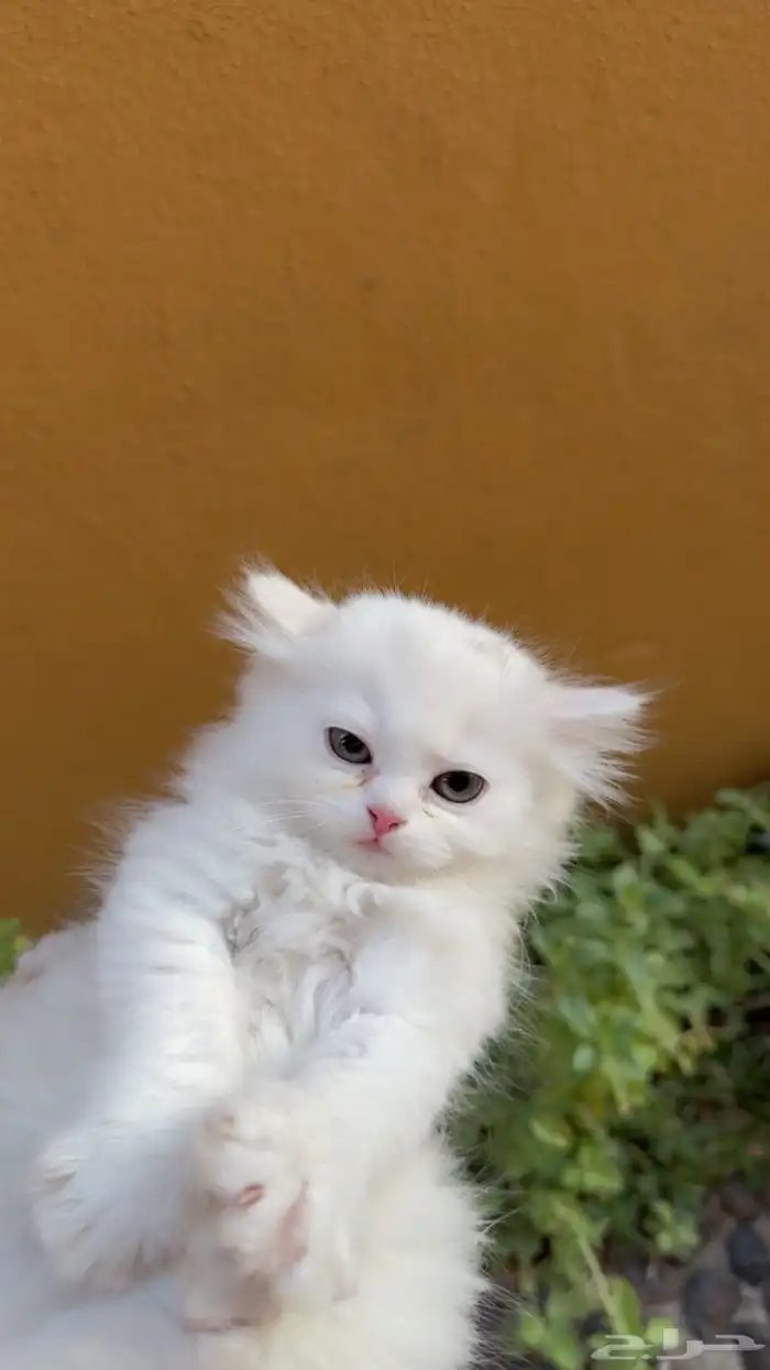 قطط للبيع شيرازي بعمر شهرين 5