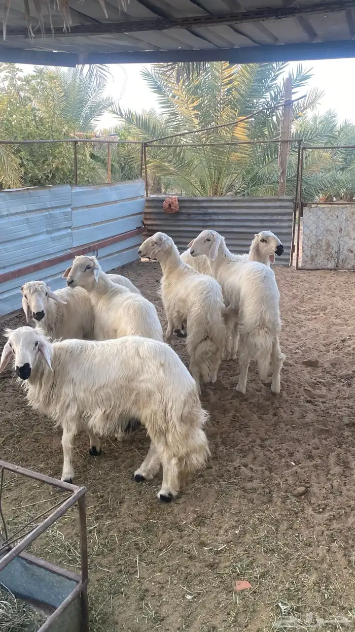 خرفان صفر بلديات 0