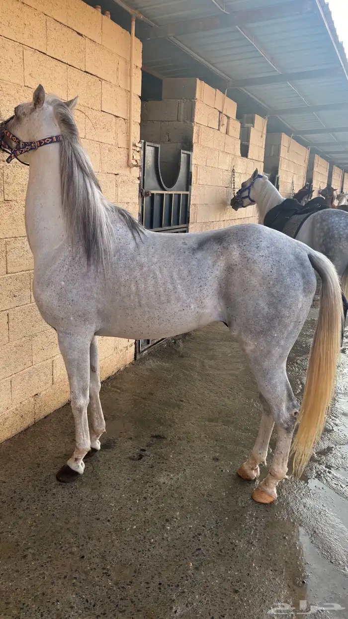 حصان للبيع كفو 3