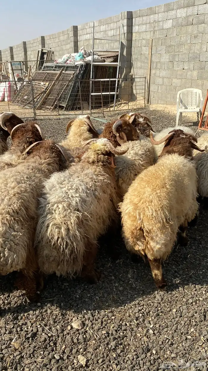 طليان نعيمي جبر ناهي 5