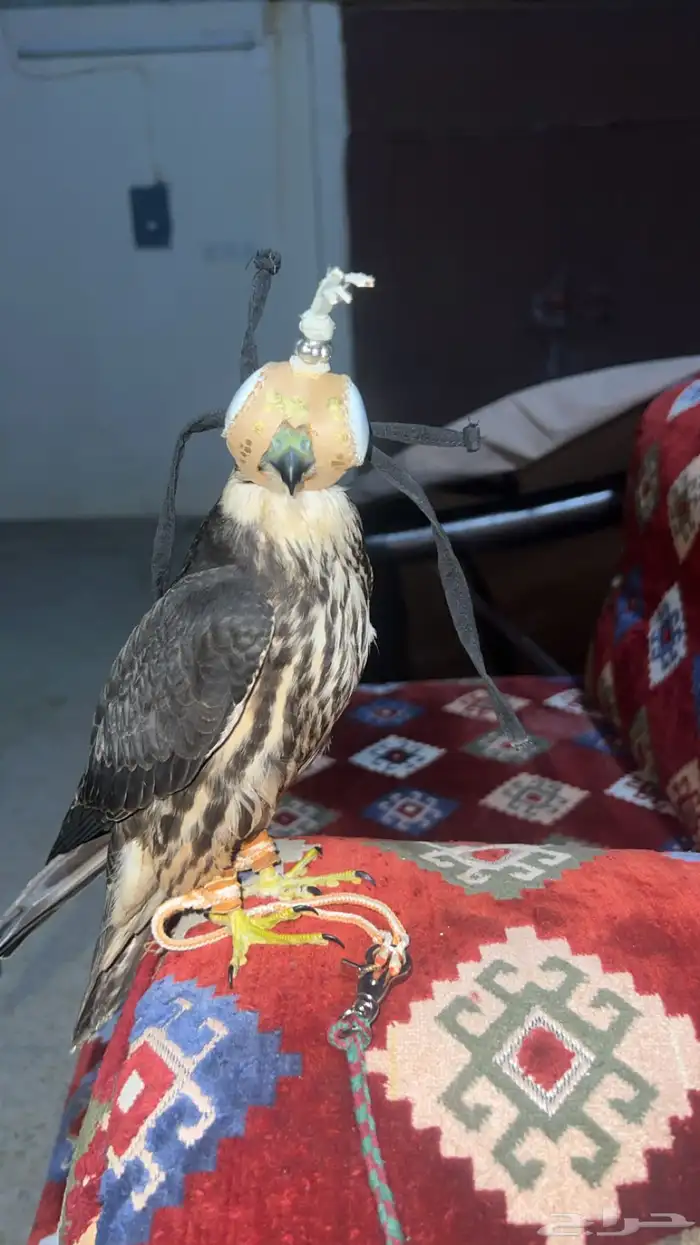 بكه تم البيع 0