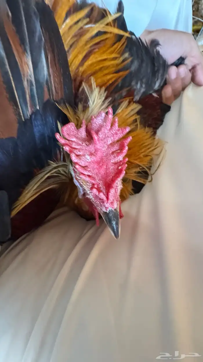 دجاج عربي ترثه اصيل فري 17