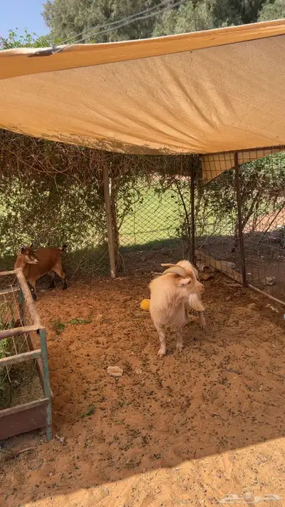 تيس ماعز قزم منتج index