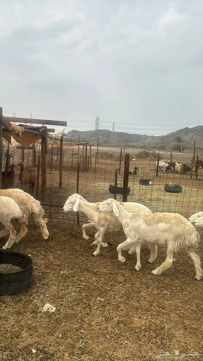 للبيع رخال صنف 9 روس بي فحلها حرش مضاريع 17