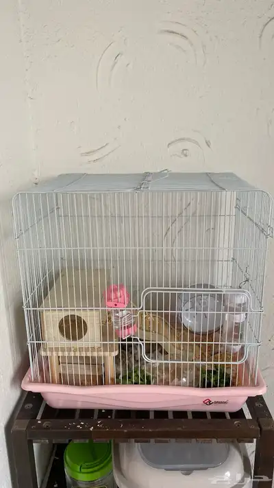 هامسترين روسيين index