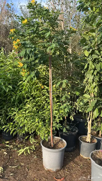 ليمون برتقال يوسفندي ترنج index