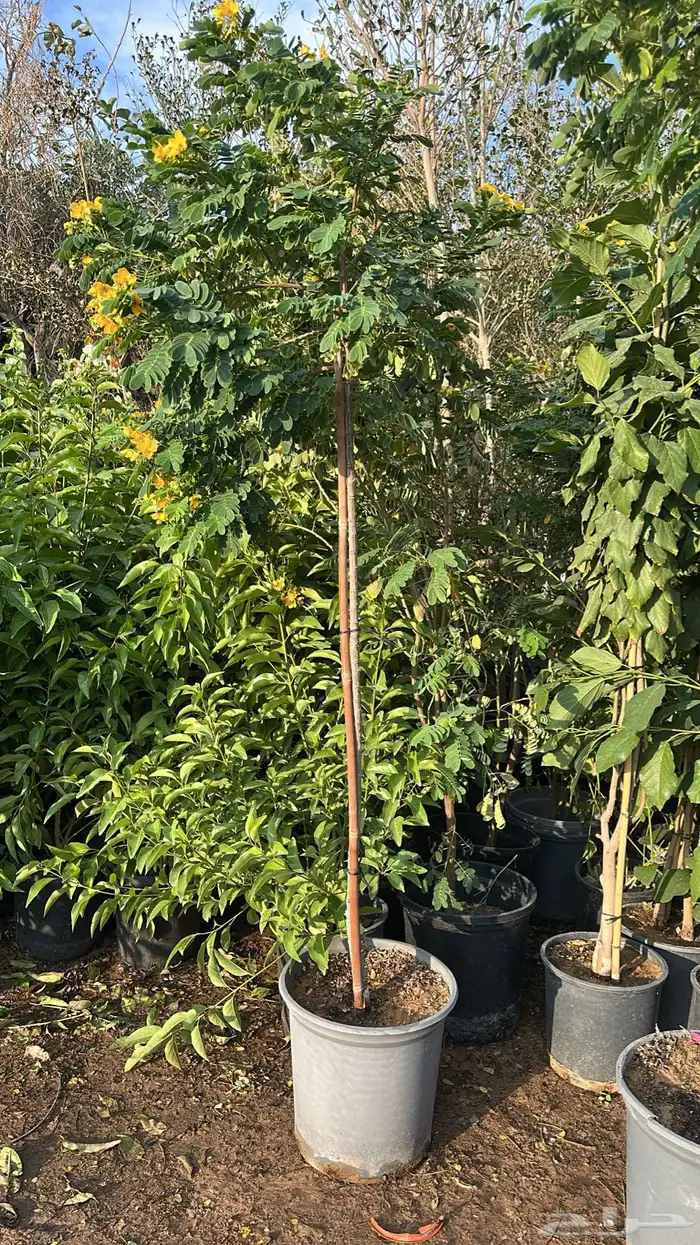 ليمون برتقال يوسفندي ترنج 6