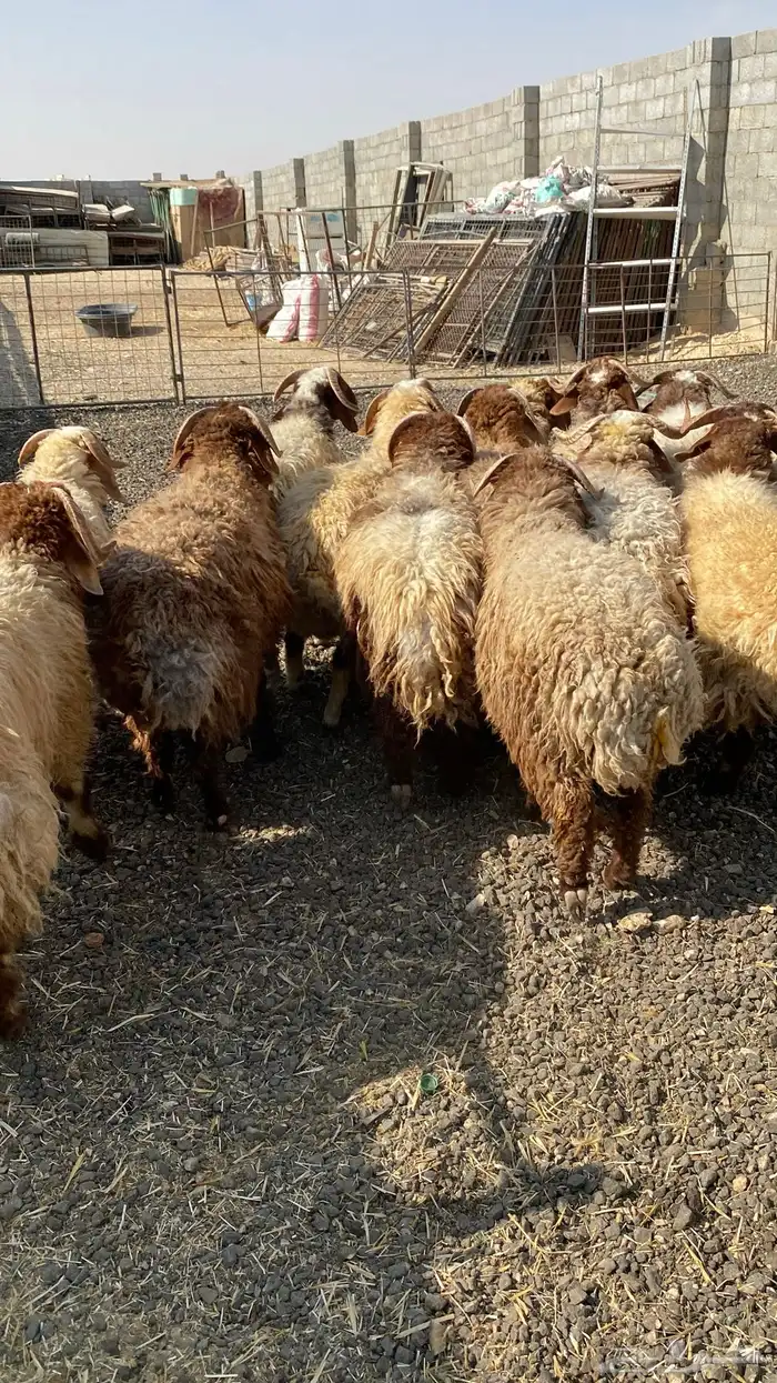 طليان نعيمي جبر ناهي 10