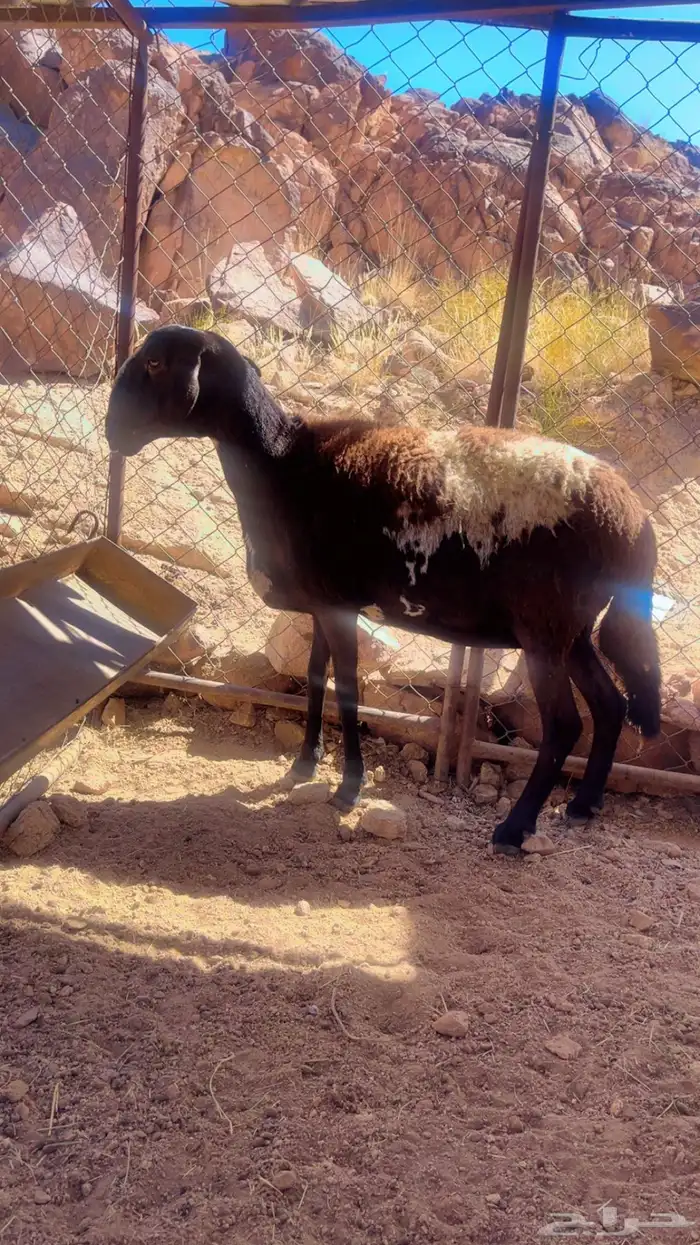 شاه سوكنيه 1