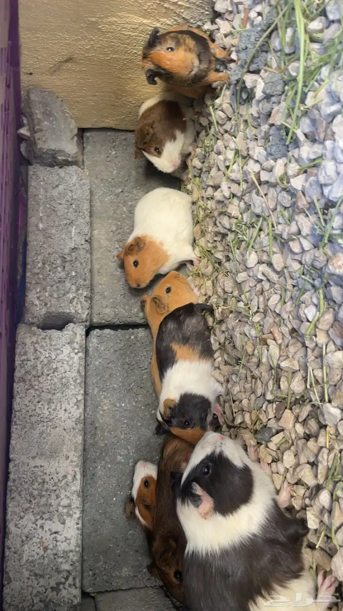 وبران بلدي 0