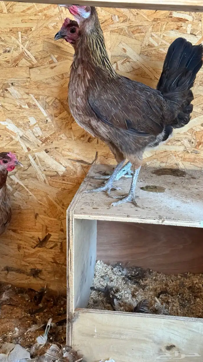 دجاج عربي ترثه اصيل فري 68