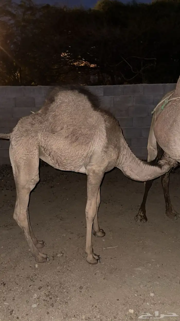 ماشاءالله تبارك الرحمن بكره لباني 0