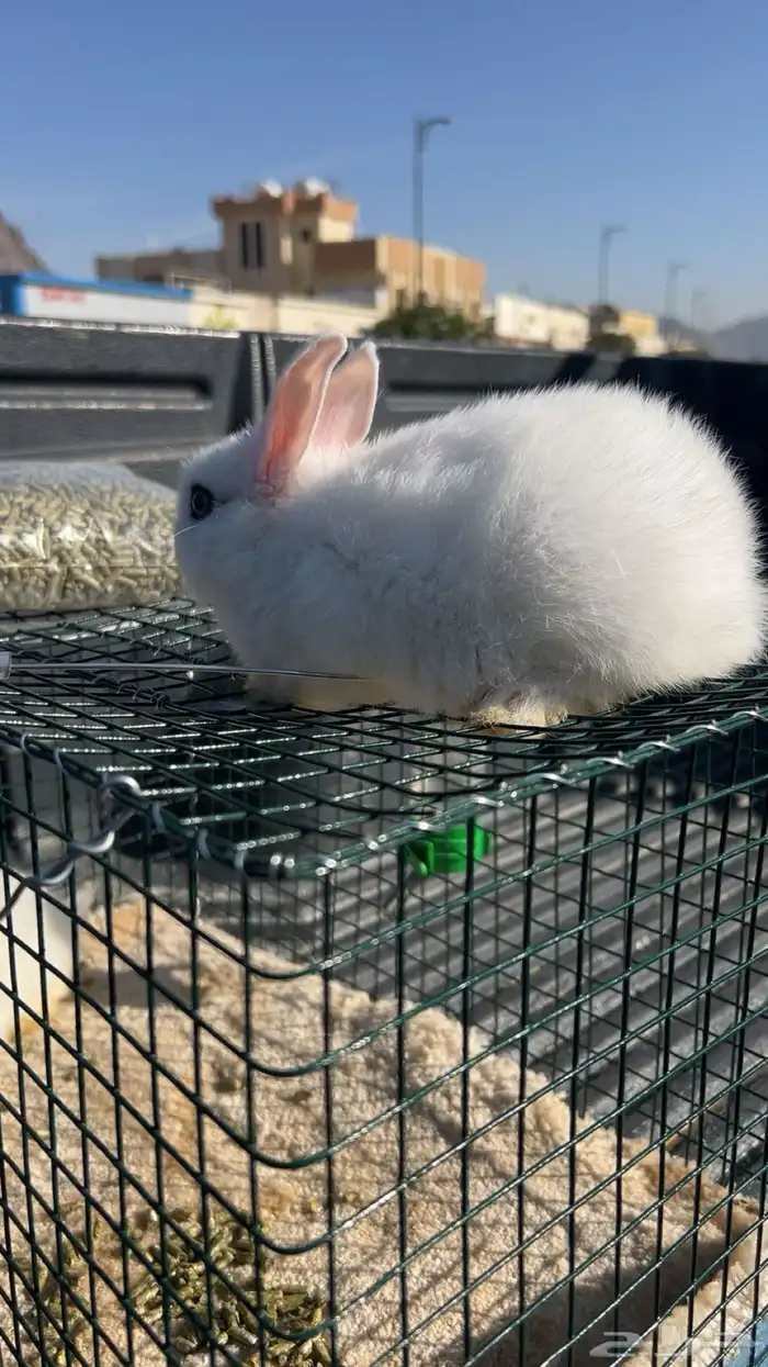ارانب القزم الحجم مايكبر سليمه ونظاف تربيه بيت 1