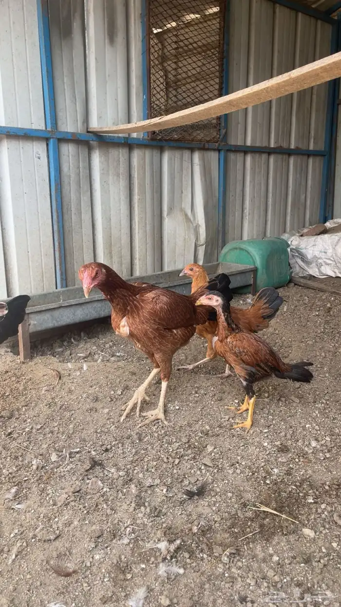دجاج للبيع 4