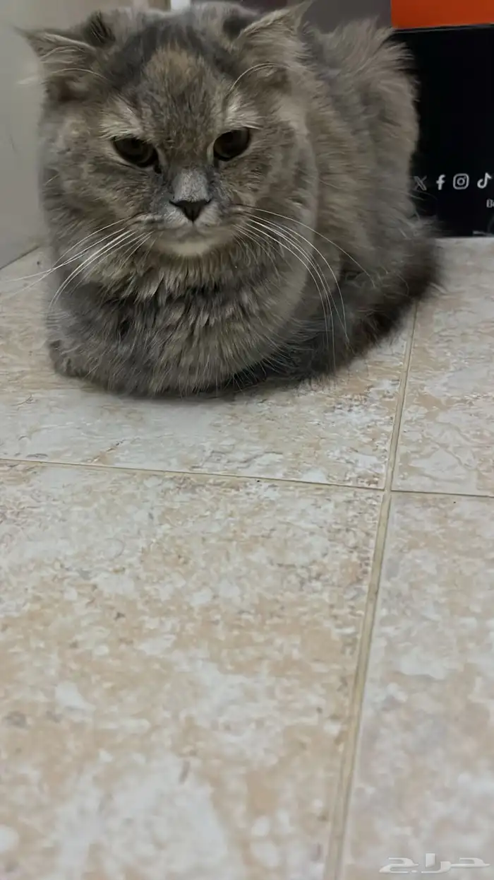 قطه لقيتها بالشارع - حي الملقا 1