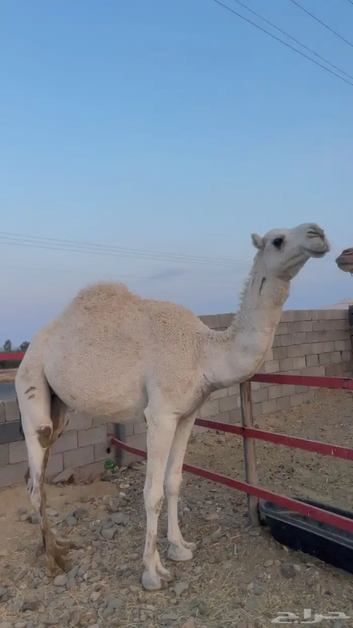 بكار للبيع ( تم البيع) 1