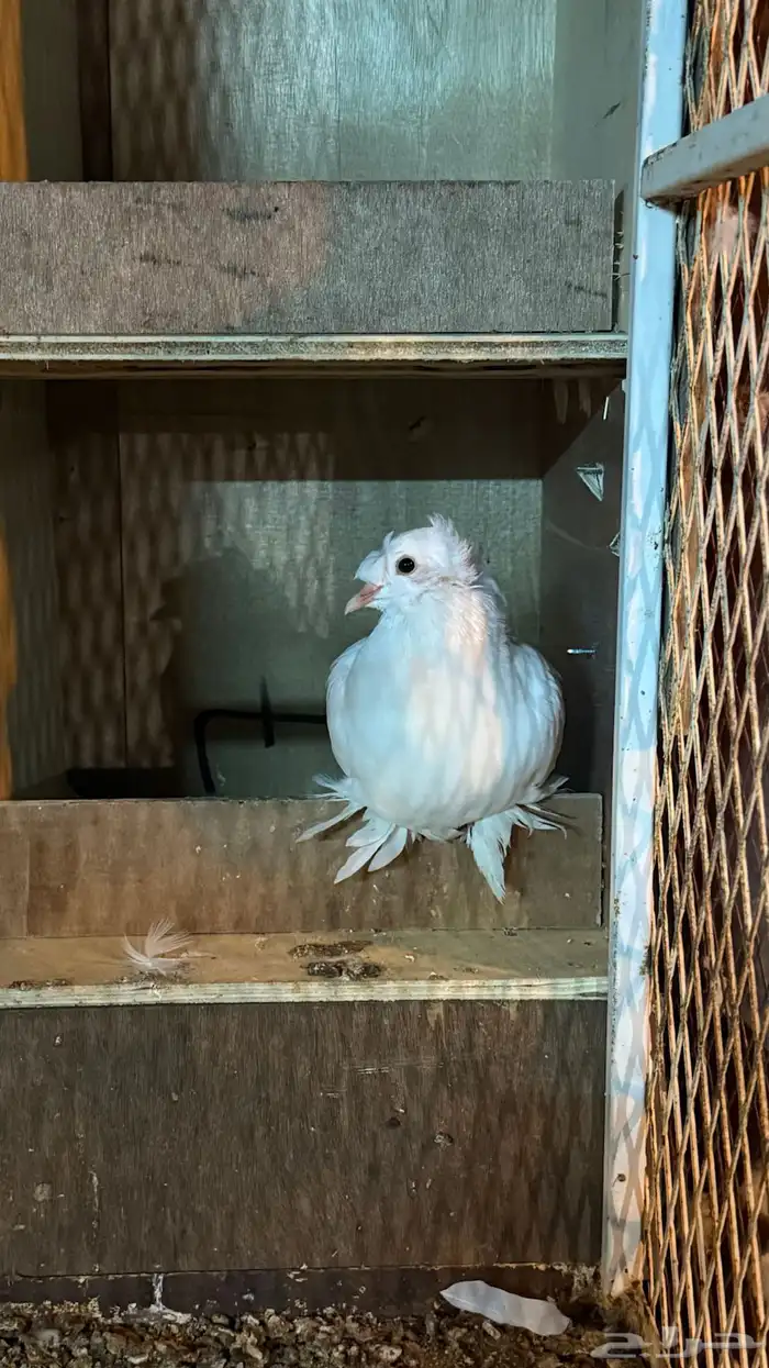 حمام نجفي بعياله 1