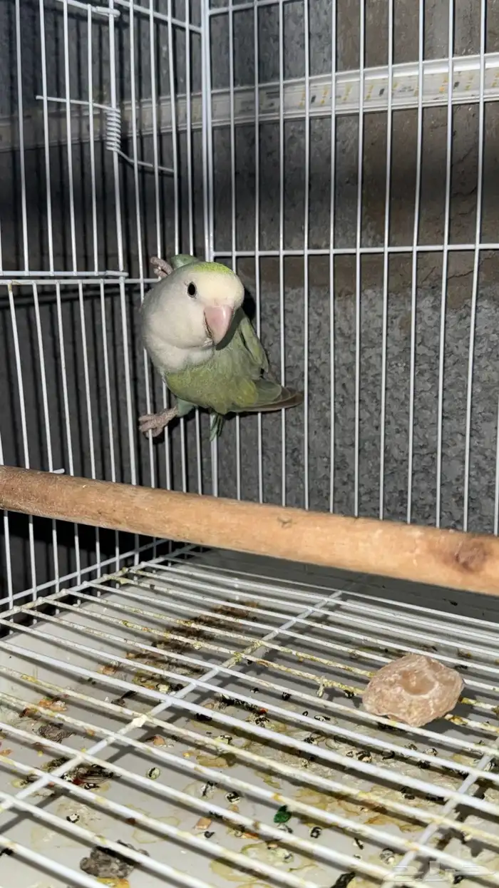 زوج روز منتج ابرق و أكوا تفاحي 3