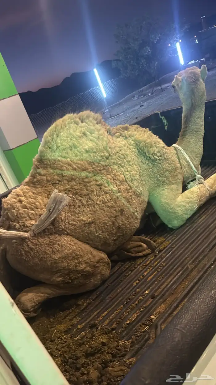 مطلوب حشو للبيع 0