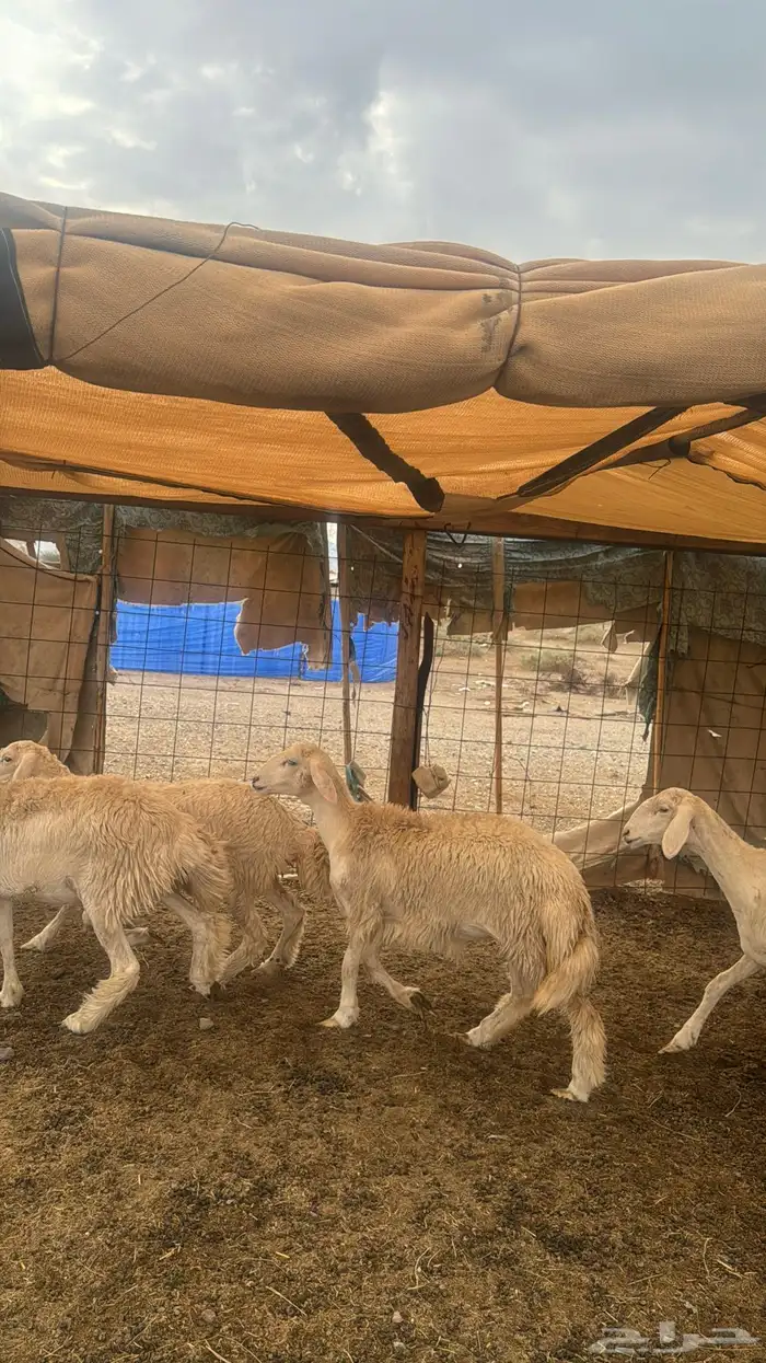 للبيع رخال صنف 9 روس بي فحلها حرش مضاريع 9