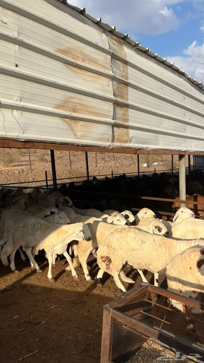 طليان سواكن جادعان شبيه الحري 1