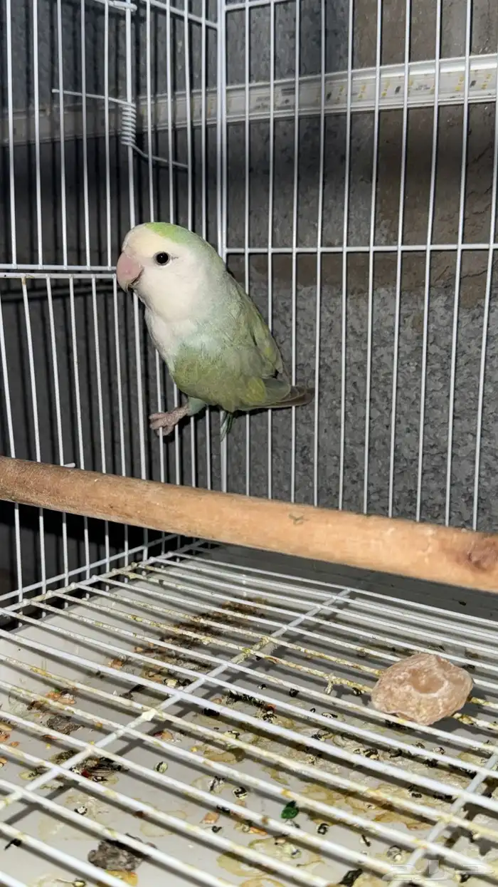 زوج روز منتج ابرق و أكوا تفاحي 4