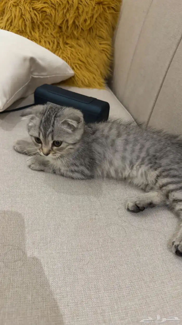 قطط صغيرة شهر ونص 0