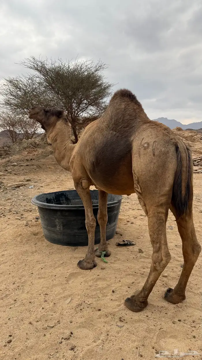 فحل احمر ساحلي 1