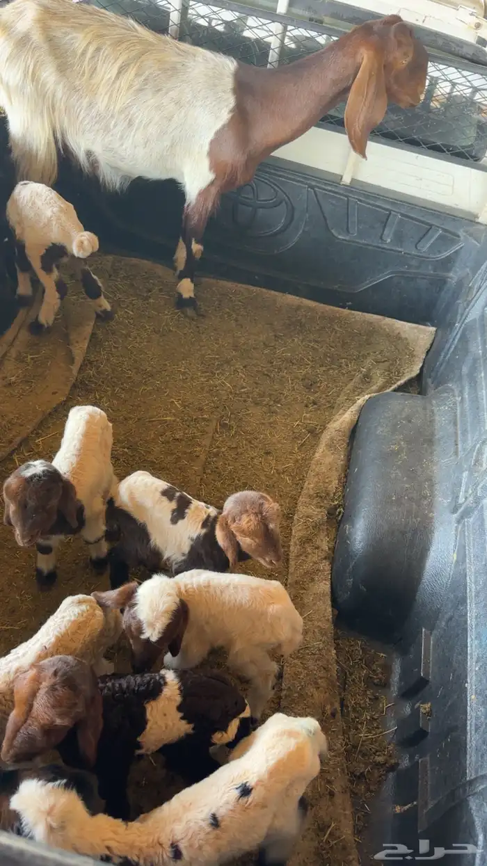 عنز حليب ومعها 7 دواغير 0