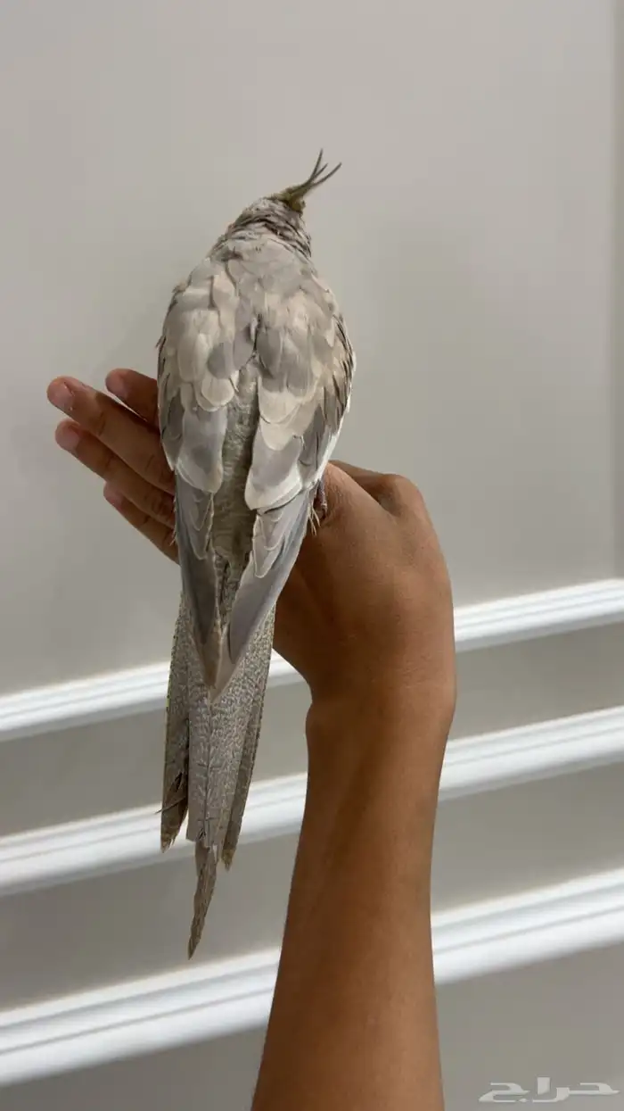 كروان اليف وهدد نشبه شرط 0