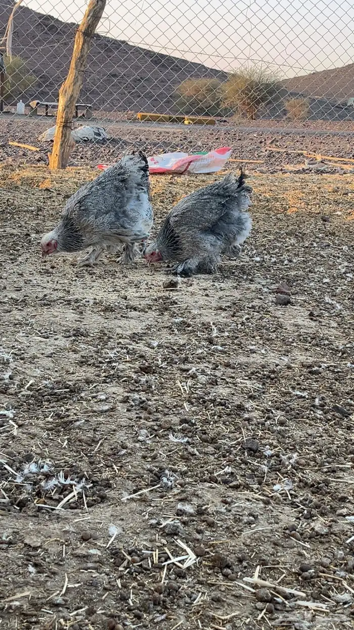 دجاج براهما بياض 2