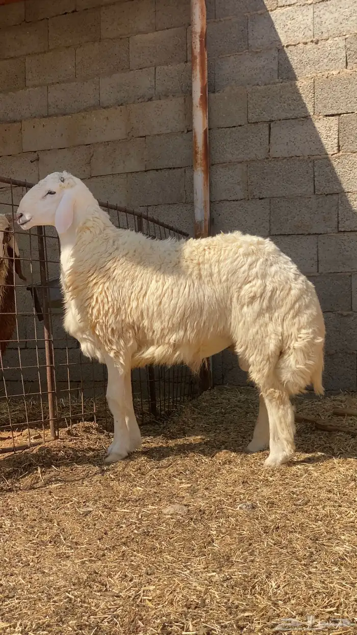 خروف فحل حري 2