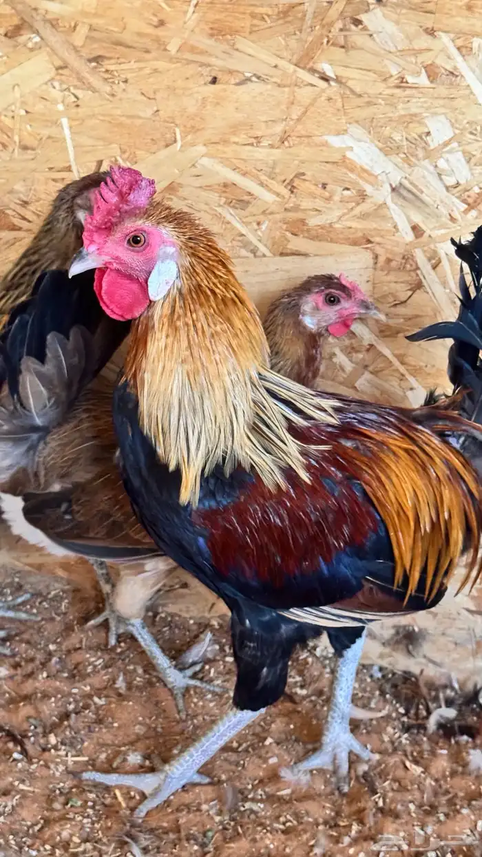 دجاج عربي ترثه اصيل فري 49