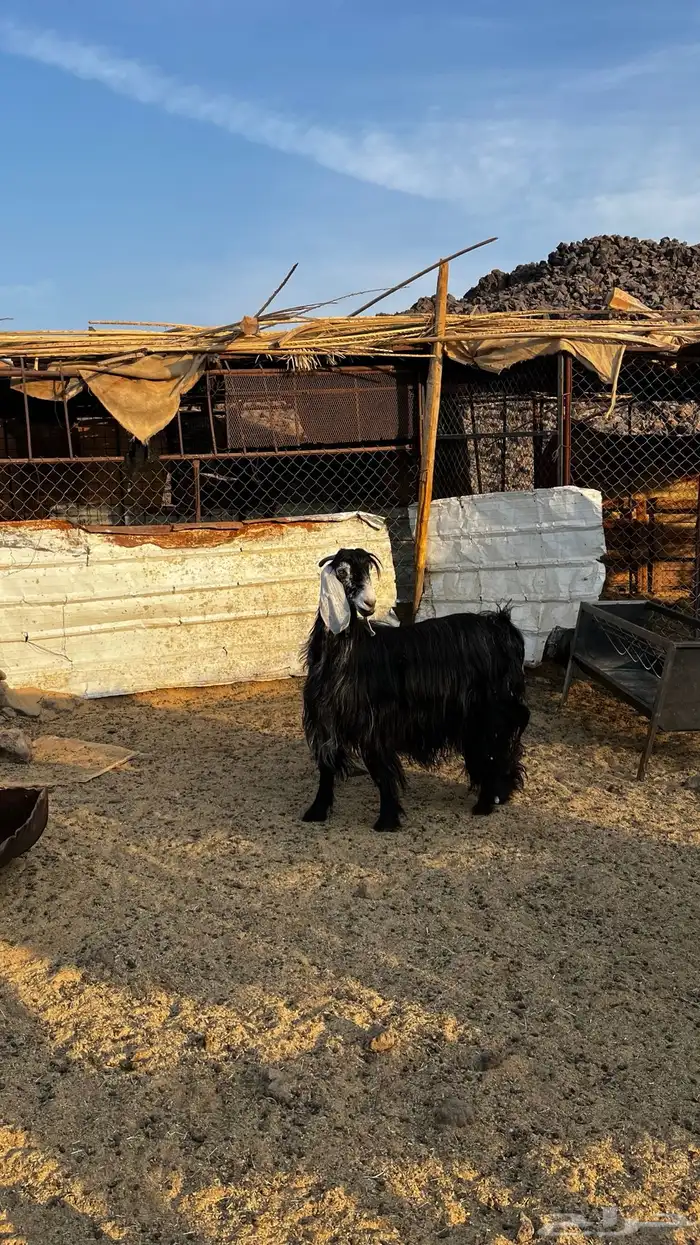 عنز عارضيه 1