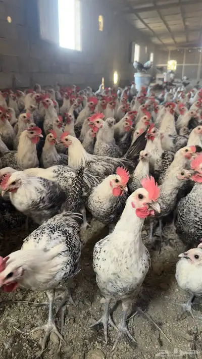 ديكة فيومي index