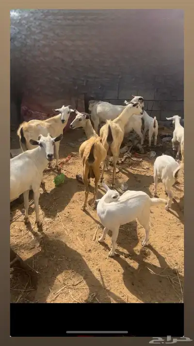 ماشاءالله الله تبارك الله 0