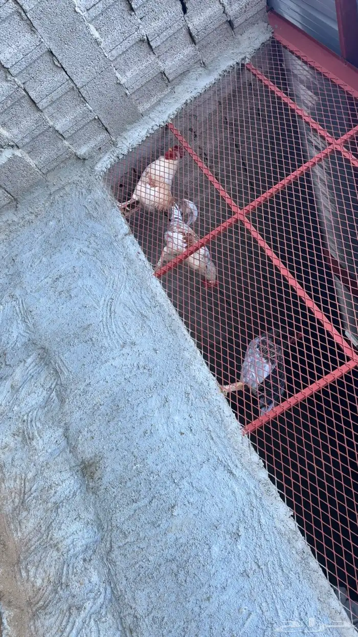 ديوك للبيع 5