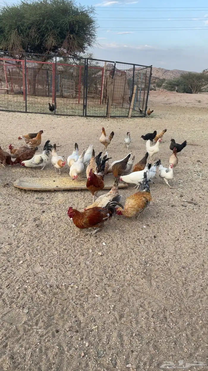 دجاج بري بياض 1