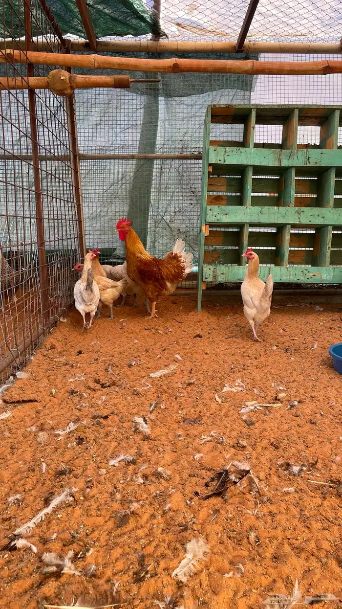 بيض مخصب اكثر من نوع 0