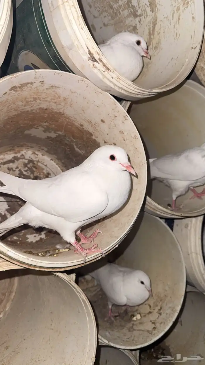 للبيع حمام فرنسي 0