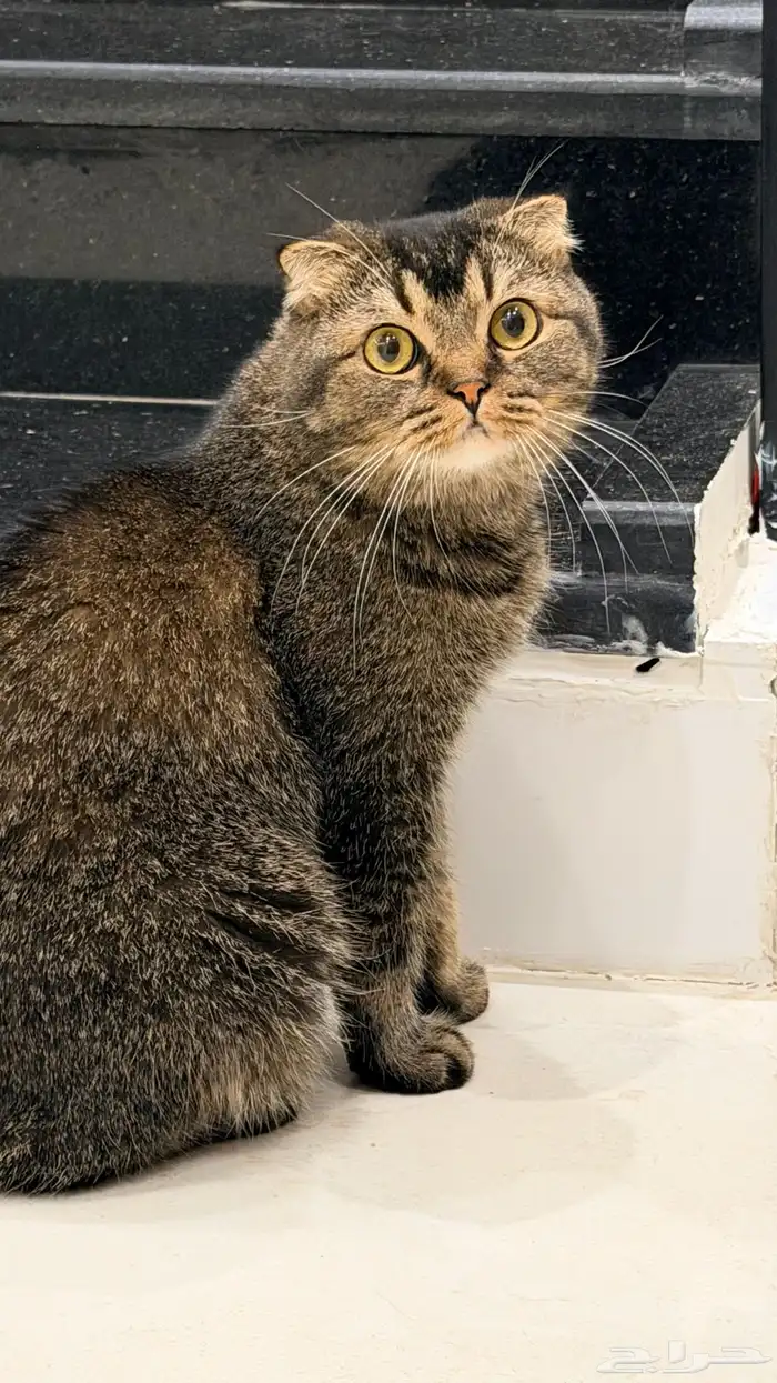 قط سكوتش فولد تايقر للتبني 1