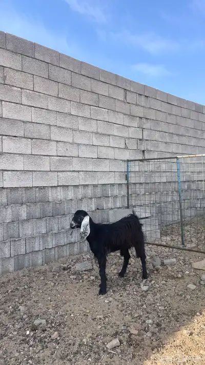 جفره جذعه تصلح مقنى index