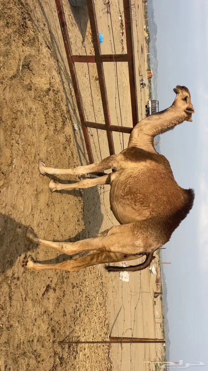 بكره حمرا مزايين 0