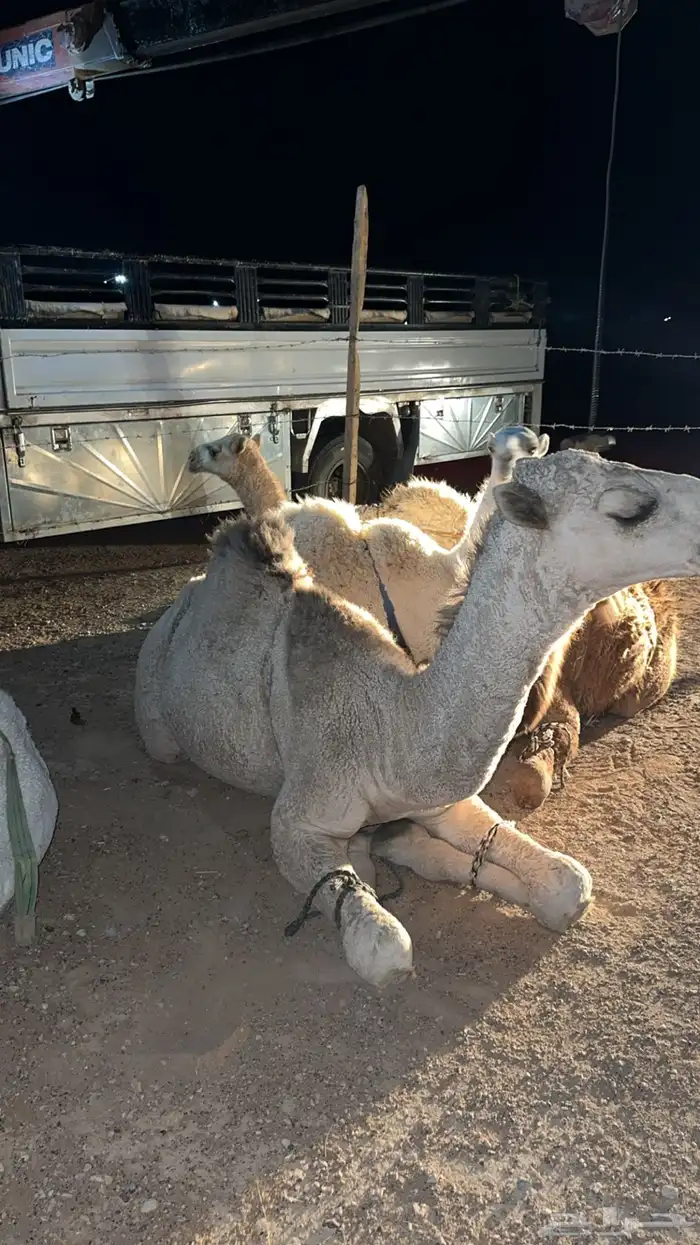 قعدان للبيع جمله او تفريد 1