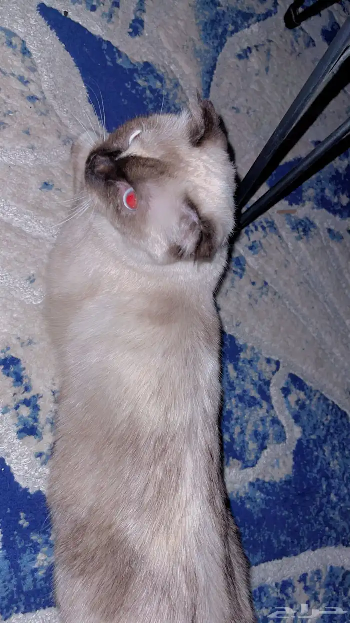 للتبني هملايا شورت هير 0