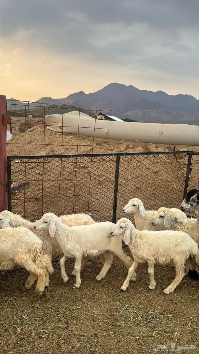 للبيع بهم حريات 9 روس ترييه من 720ريال 2