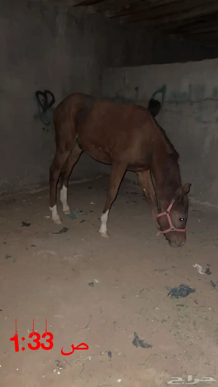 حصان شعبي ارغب البدل بحصان معسوف 0