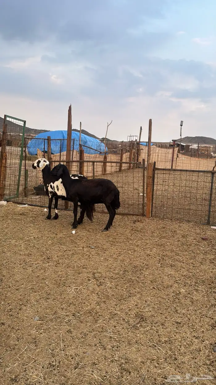 للبيع 2 سواكن دفيع 1