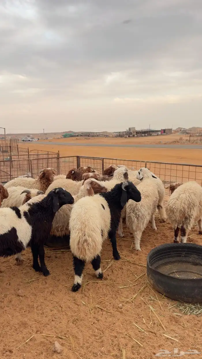 خرفان العدد 25 ( بريدة) 0